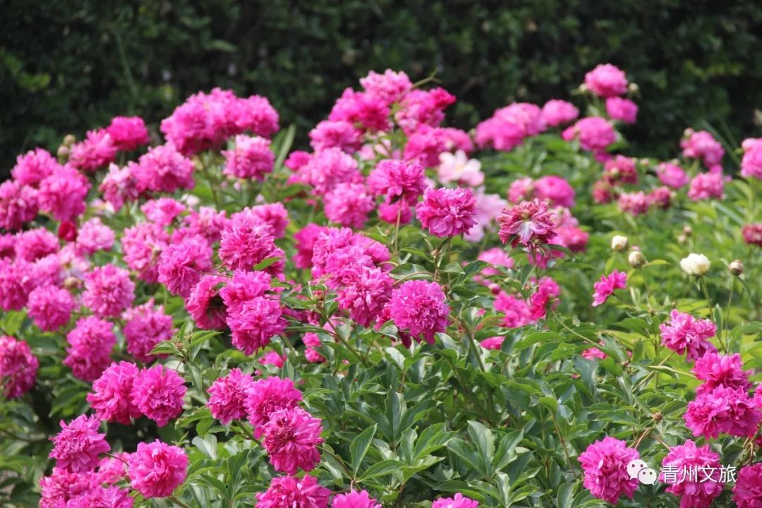 绿萼披风瘦红苞浥露肥青州此处芍药花开正艳