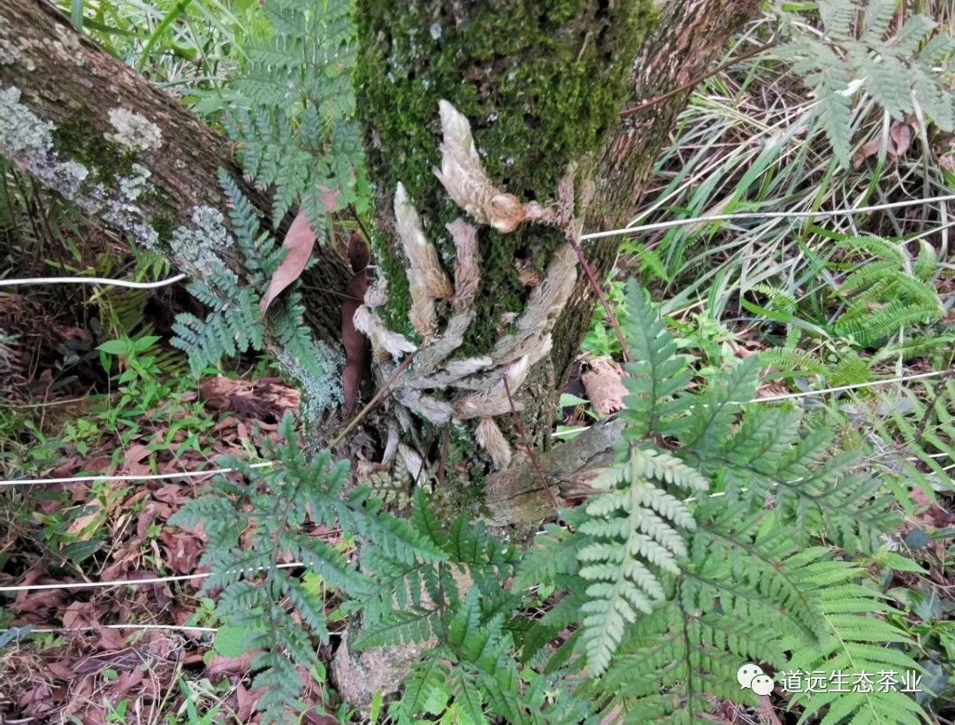 道遠生態茶園伴生物種(31)——骨碎補