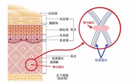 促进胶原蛋白和弹力蛋白合成抗氧化就几乎等于抗衰老.