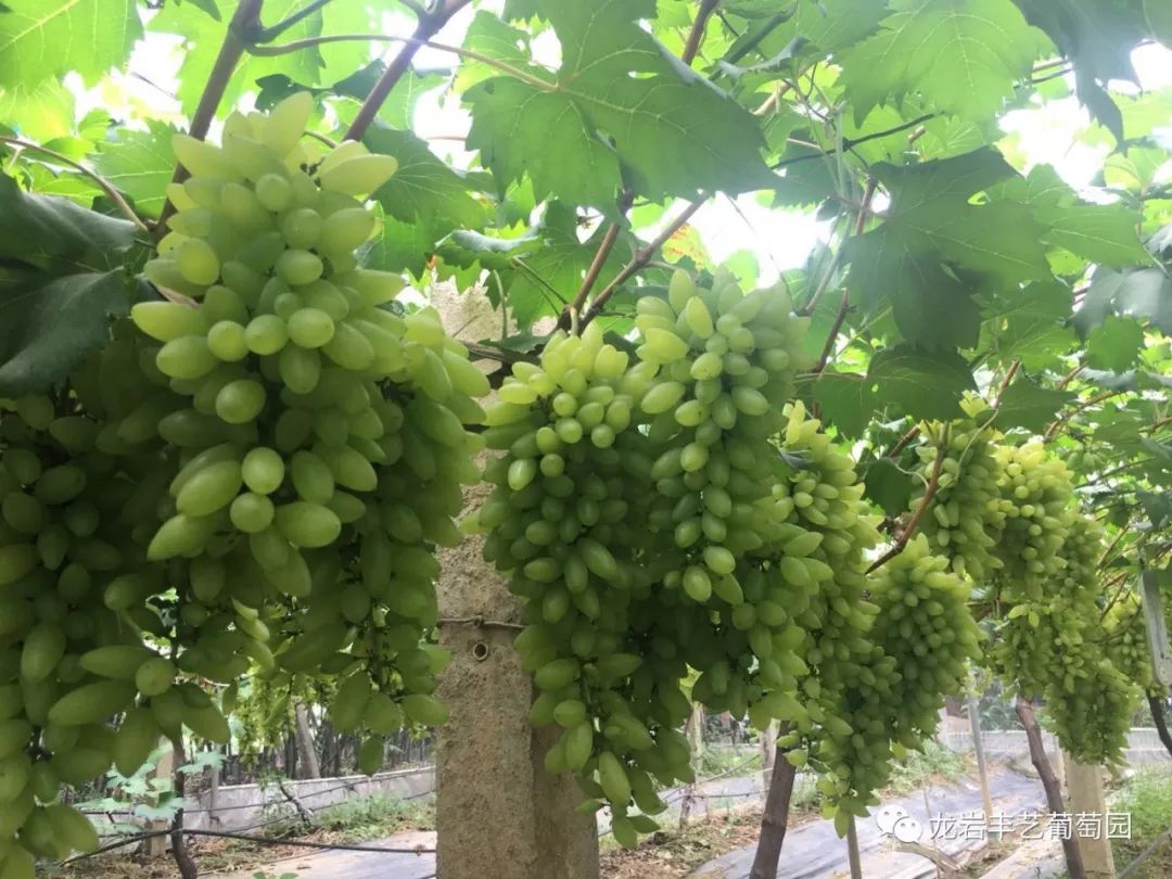 夏天到了,龙岩铁山这家葡萄成熟,又圆又甜~