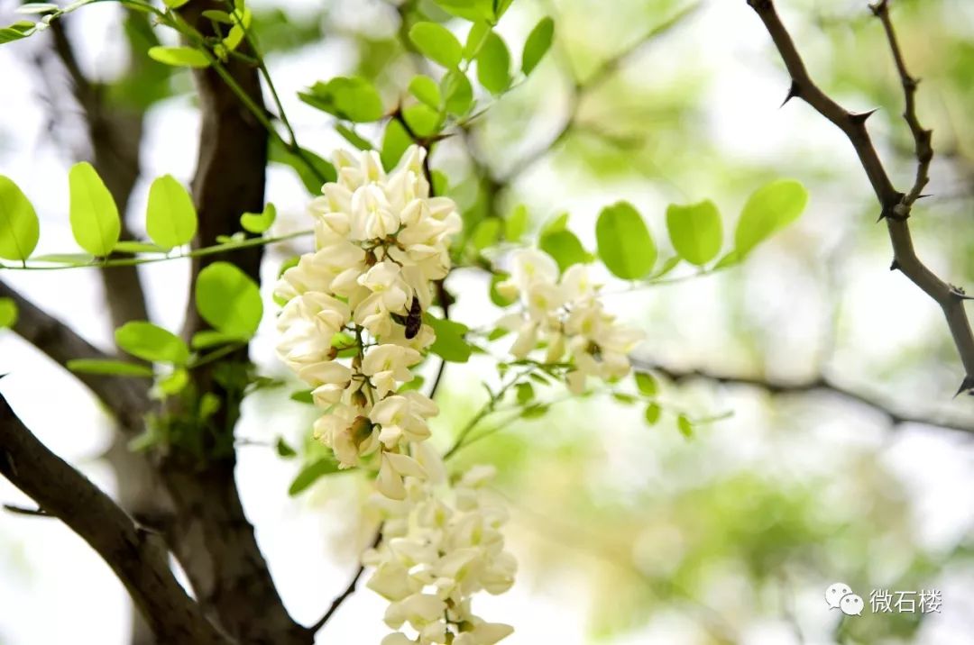 【微石楼】石楼县第二届槐花节盛大开幕