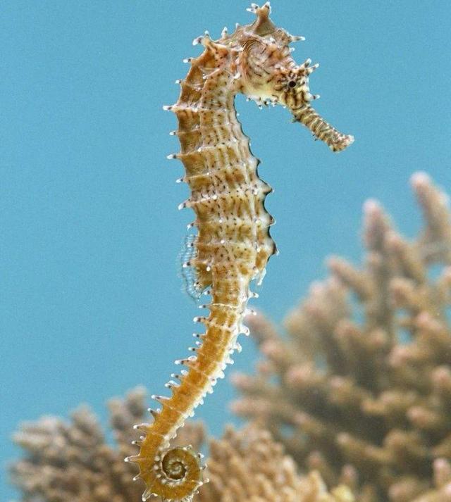还会待在那里发育,雄性也会一直保护着这些海马(或海龙)胚胎,直到它们