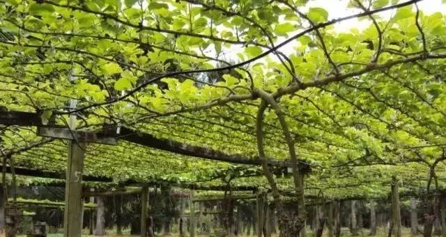 技术园地 | 陕西省十佳农民专家吕岩老师教你猕猴桃架形"四改"技术