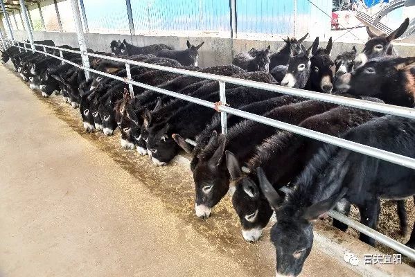 养驴基地是2017年4月建起来的.