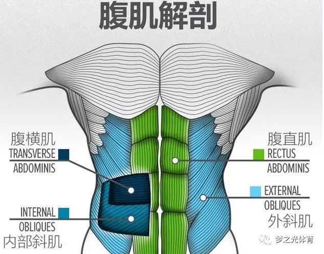 腹肌肌肉分解图图片