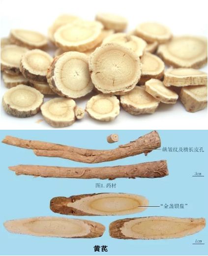 百草堂王大夫讲中药系列之 黄芪