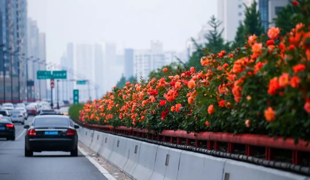 杭州全城盛放,140万多棵月季花让高架变网红,这个数字在南方城市里