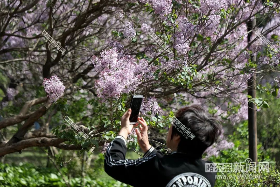 無愧市花超長待機哈爾濱最美花季持續丨134萬株丁香全城盛開等你來