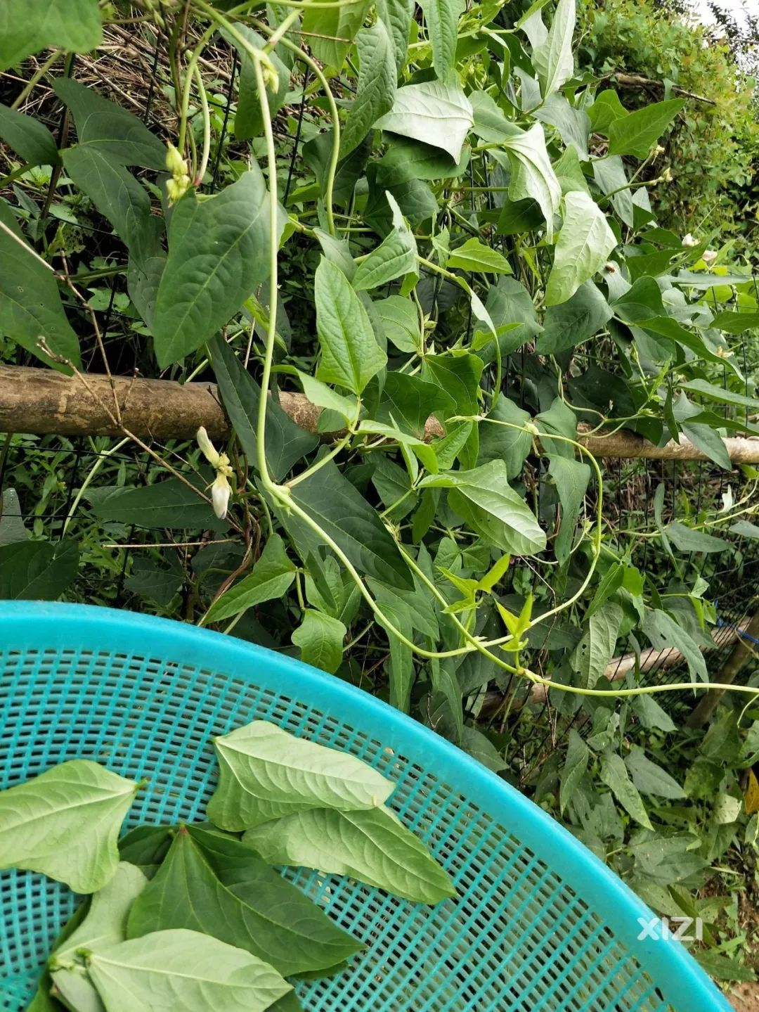 豆角叶,很多小伙伴家的菜园子都种有.