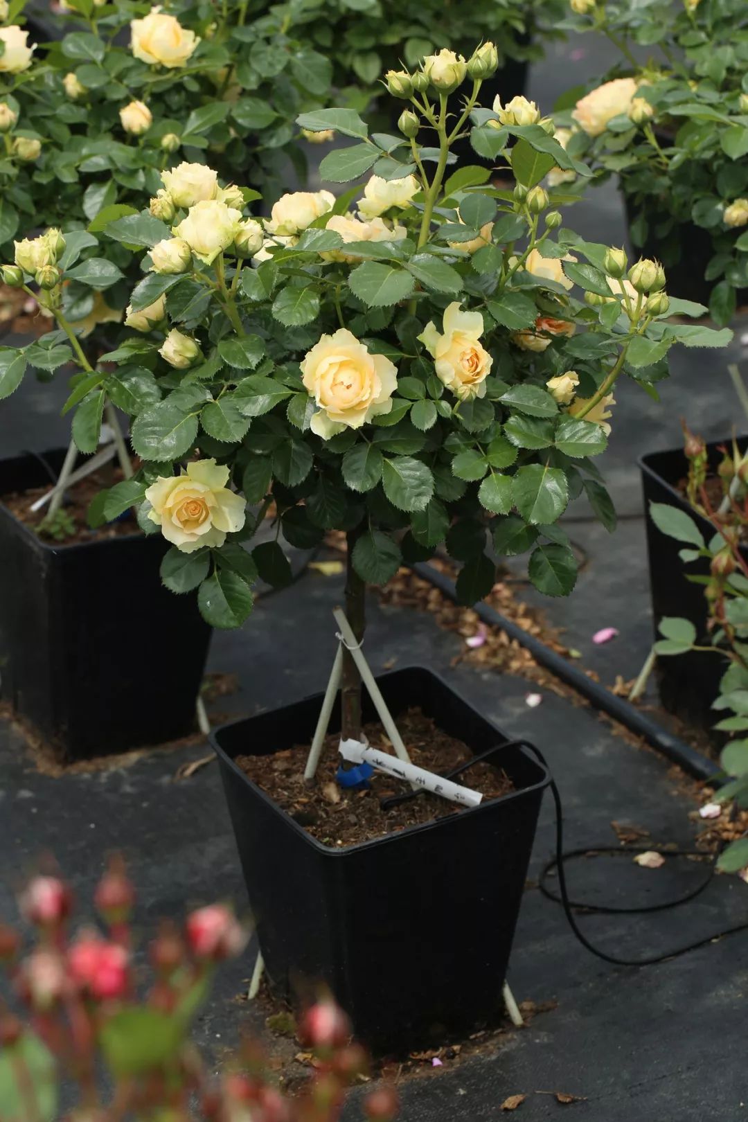 棒棒糖月季来啦每盆不到70块开花就要可可爱爱