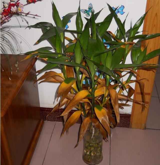 室内养花哪种花好养(吸甲醛最快最有效的植物)