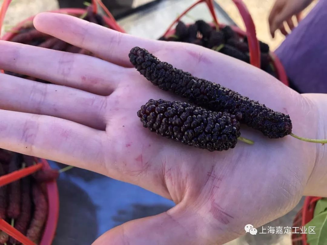 10多厘米长的台湾桑果首次在嘉定工业区引种,量少尝鲜抓紧!