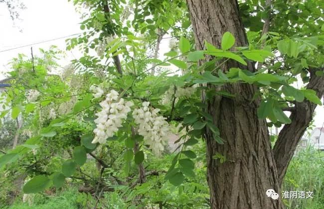 这些钉子槐树大多是野生的,树不大,但春天到来的季节,整个沟坎上的