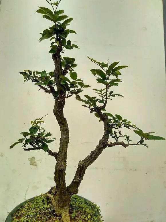 外形苍劲古朴,枝干可塑性强,两面针做成盆景,气度不凡!