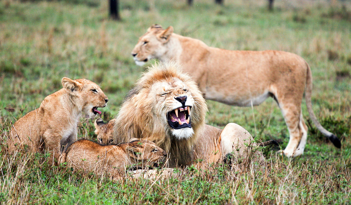 动物世界狮群图片
