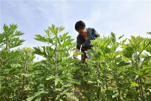 邯郸磁县小寨村:采摘艾草制艾茶致富农民!