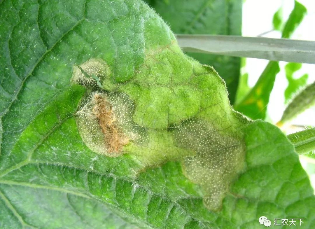 异菌脲 苯咪甲环唑 乙蒜素叶霉病配方:苯咪甲环唑 多抗霉素 乙蒜素