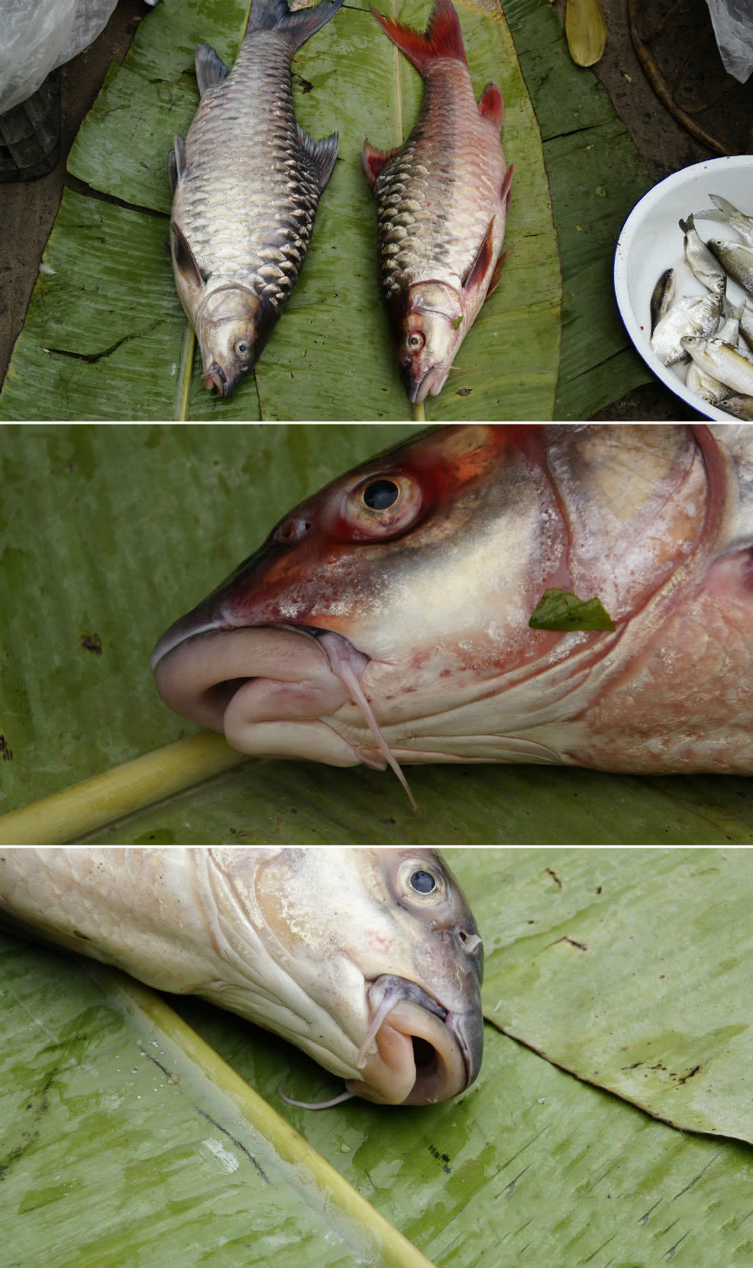 澜沧江里消失的鱼种:结鱼,云南当地百姓俗称