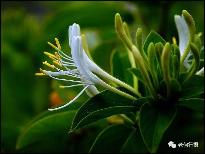 这种花绽放于初夏不仅名字霸气