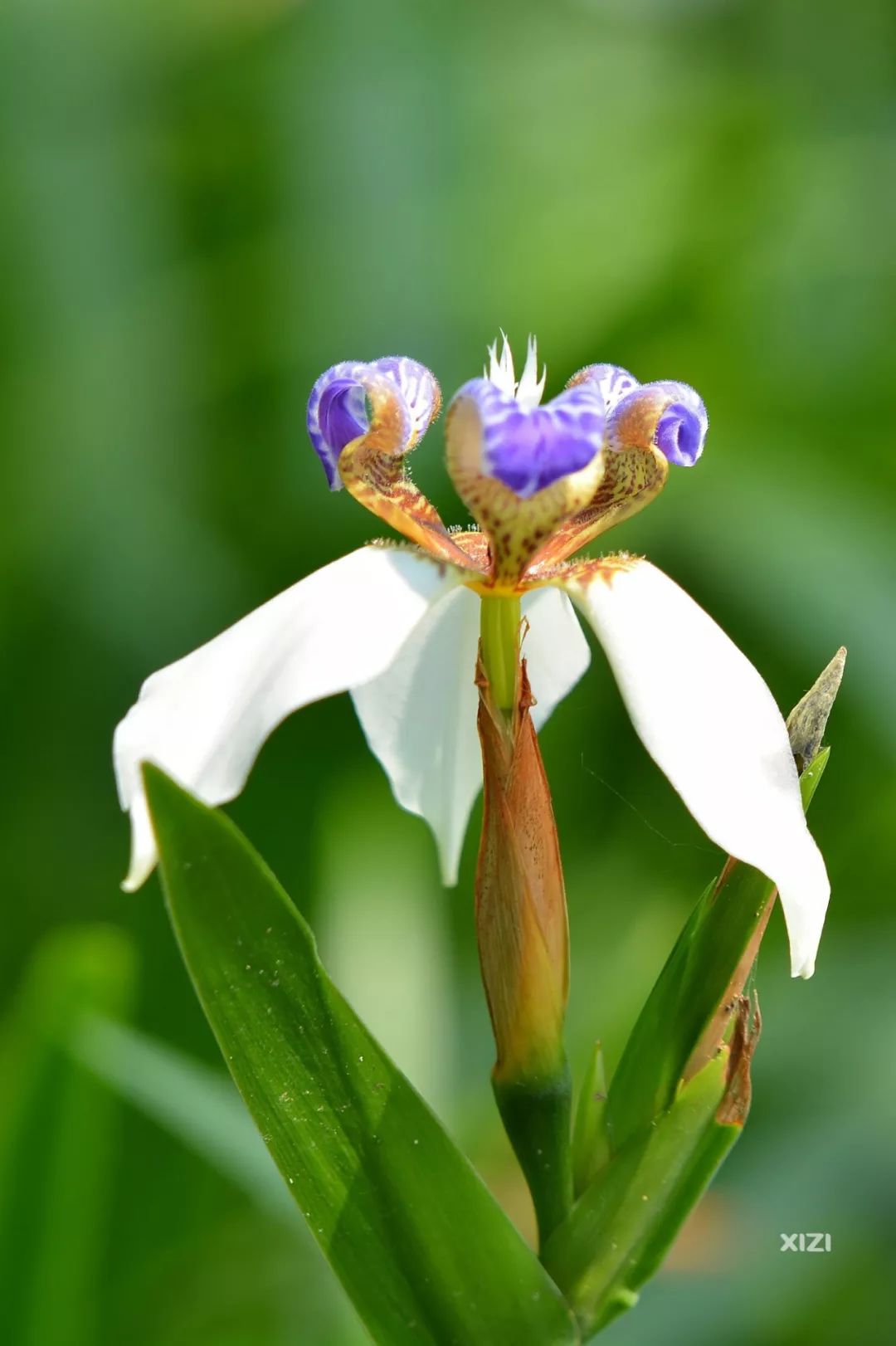 小编还了解到巴西鸢尾花,根状茎可治关节炎,跌打损伤,食积,肝炎等症.