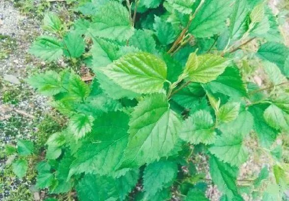 被称为"中国的神仙草"!