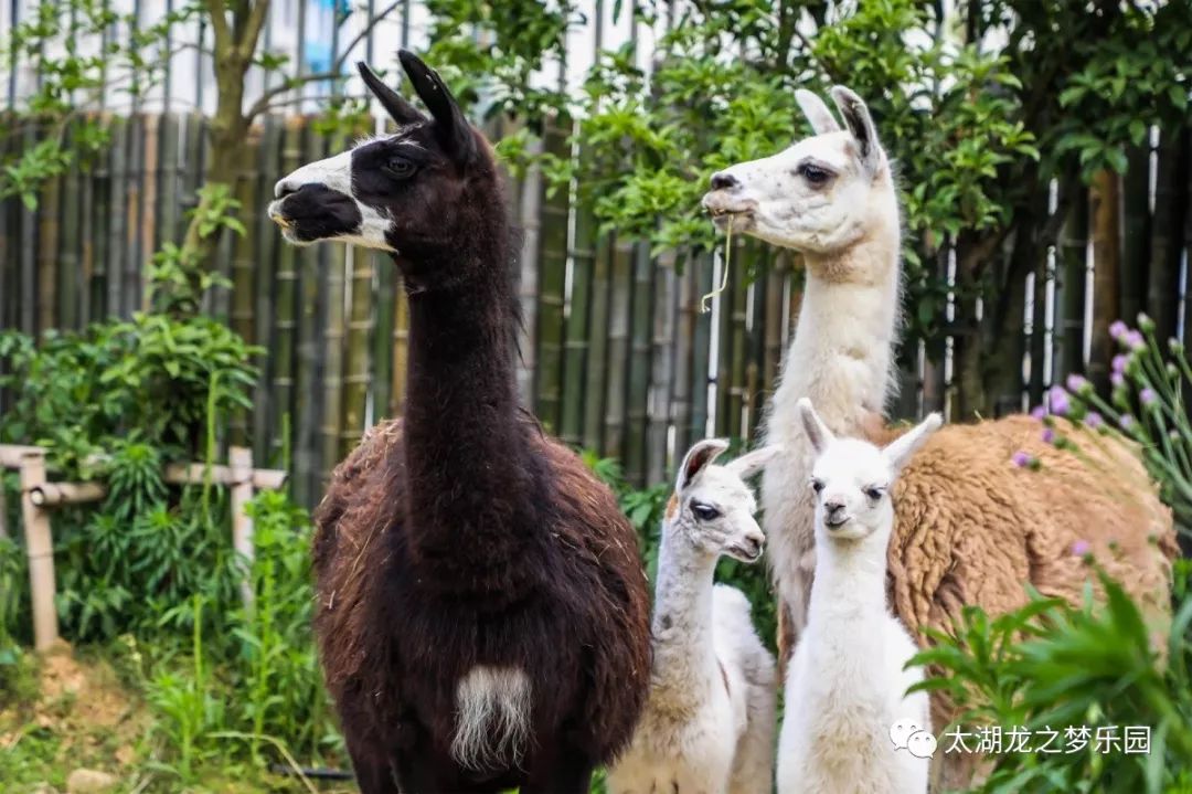 治癒系萌物來襲,龍之夢動物世界即將揭開神秘面紗