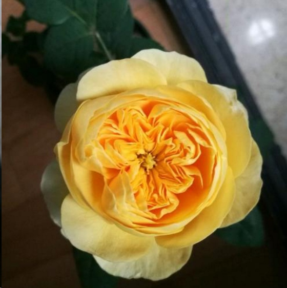 原创圣女贞德很少见的黄色老玫瑰切花月季花期长还特别香