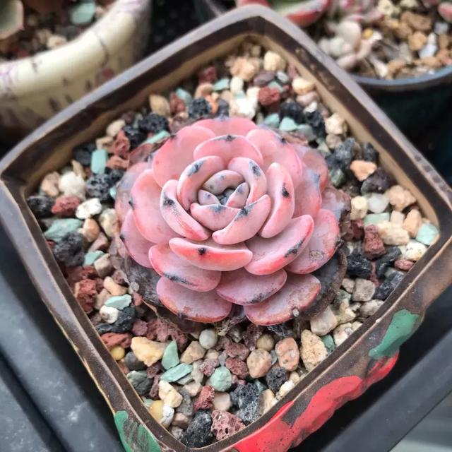 多肉勃朗峰怎么养,你学会了吗?