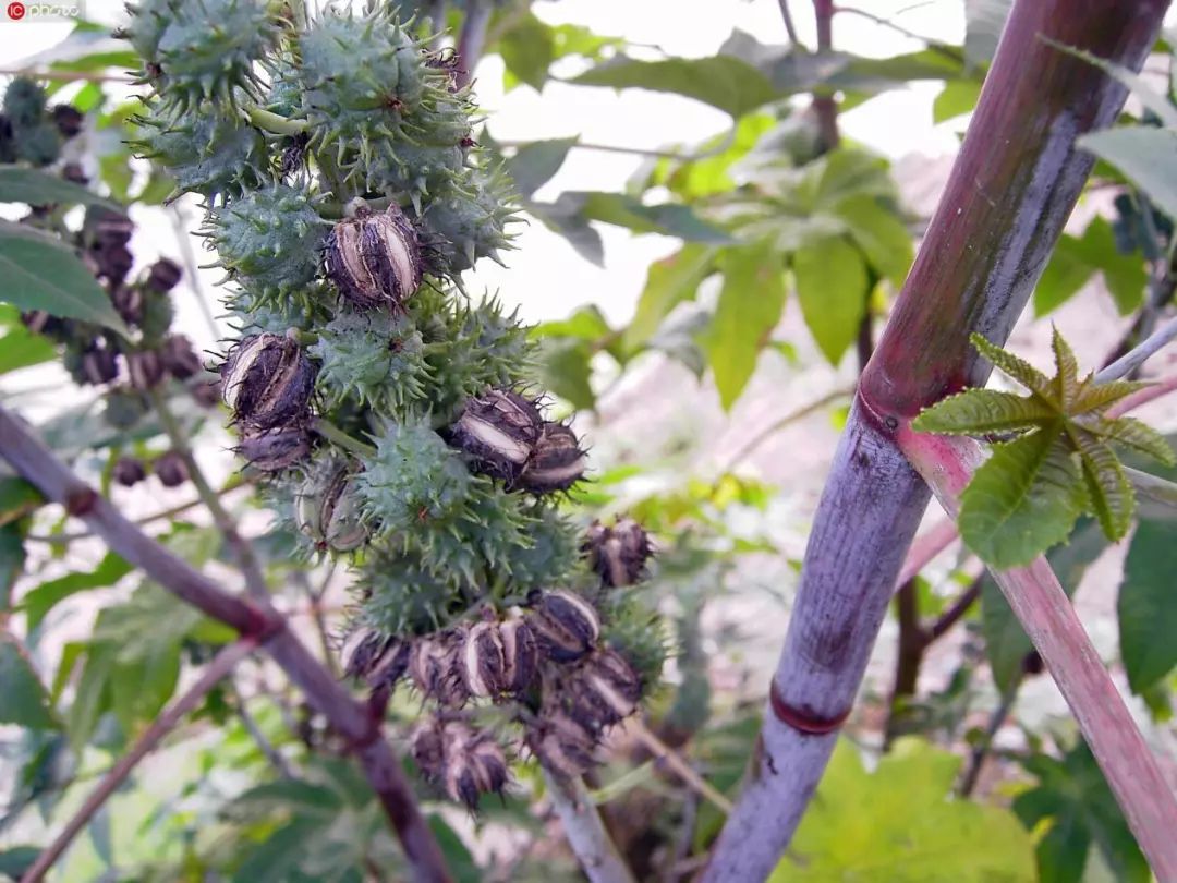 蓖麻毒 来自搜狐网