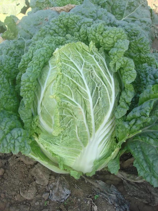 京味儿蔬菜蔬菜里的乡愁之核桃纹大白菜