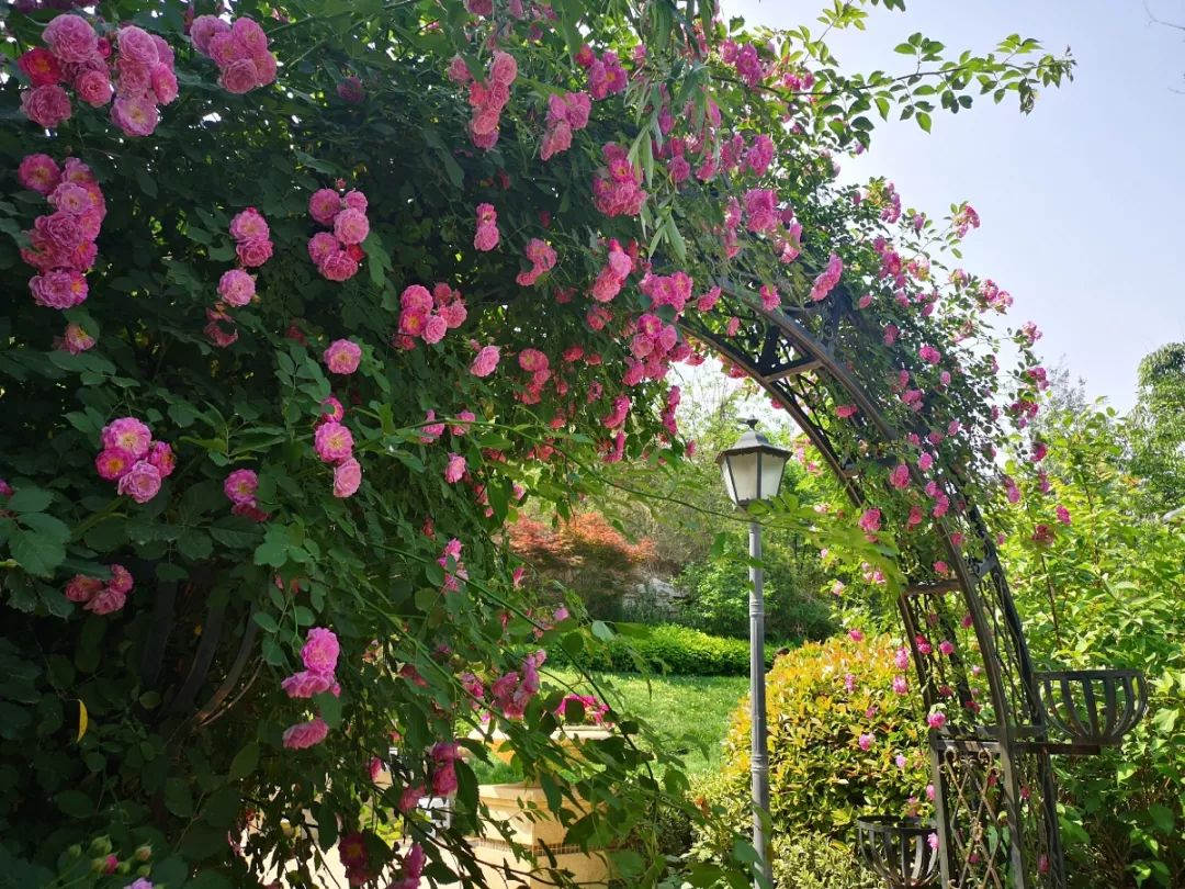 蔷薇花盛开的样子惊艳了整个初夏