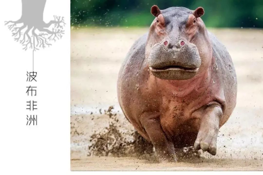 河马是地球上第三大陆生哺乳动物,身长3-5米,平均体重1.