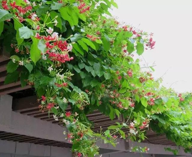 11种超漂亮的爬藤花卉家里有一颗都能让人流连忘返