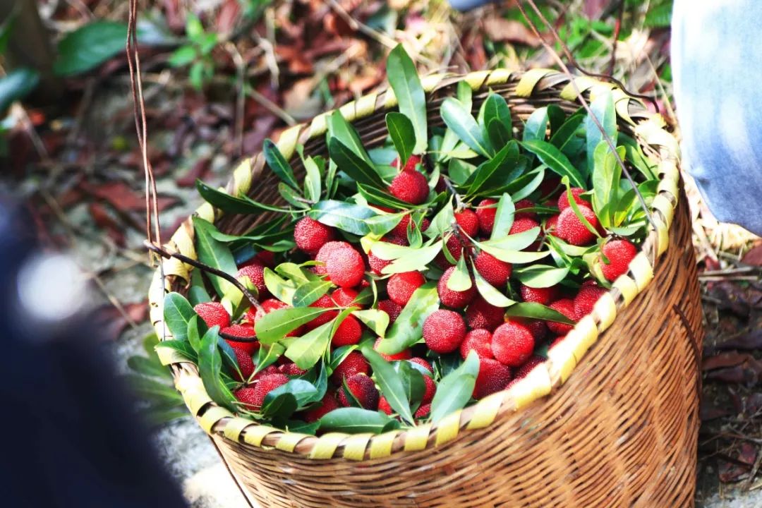 本周六盛大开幕龙海市第二届杨梅文化节等你来嗨