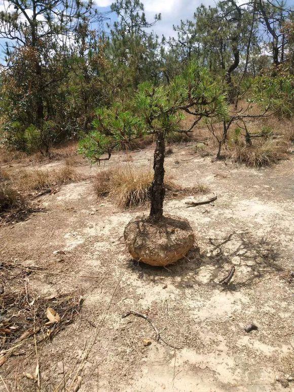 这几棵小老树有味道