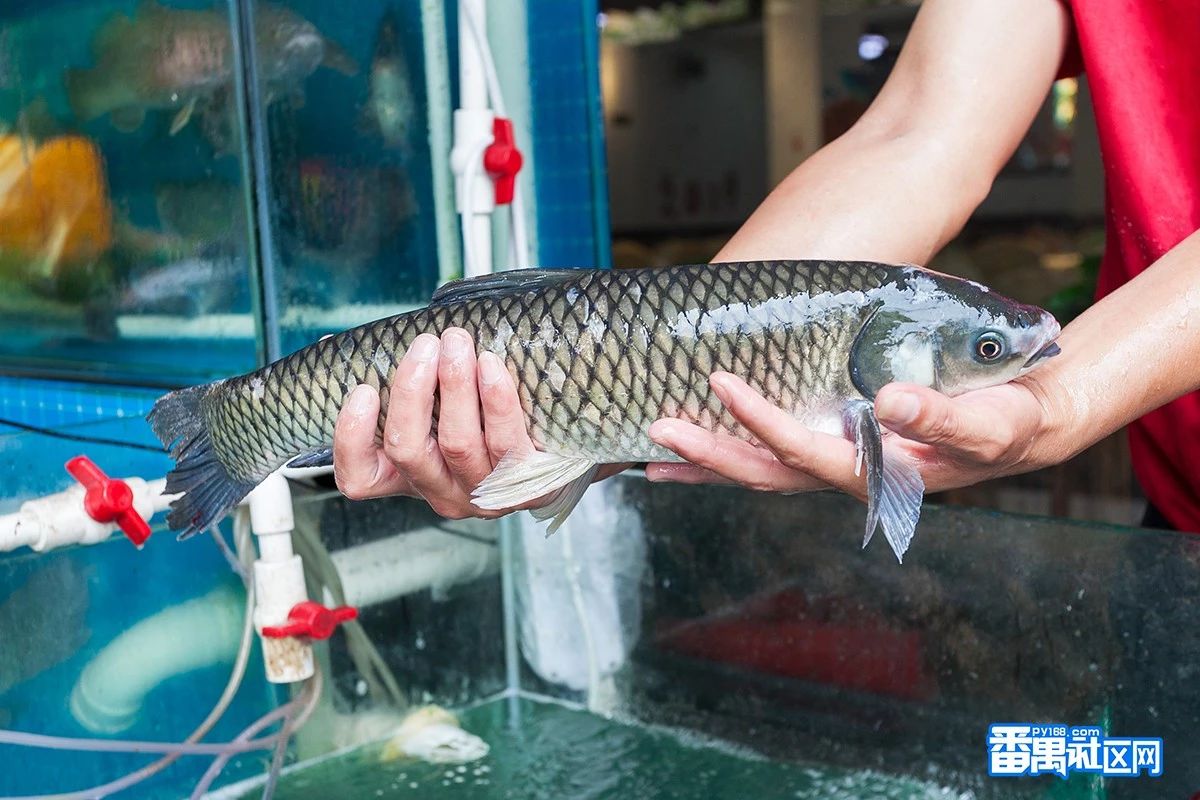 99元一鱼多食番禺这家店把深山搬来了新鲜山坑皖现点现切