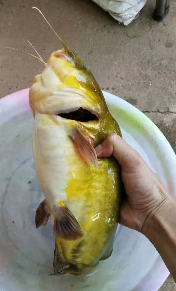 巨型黄辣丁鱼图片图片