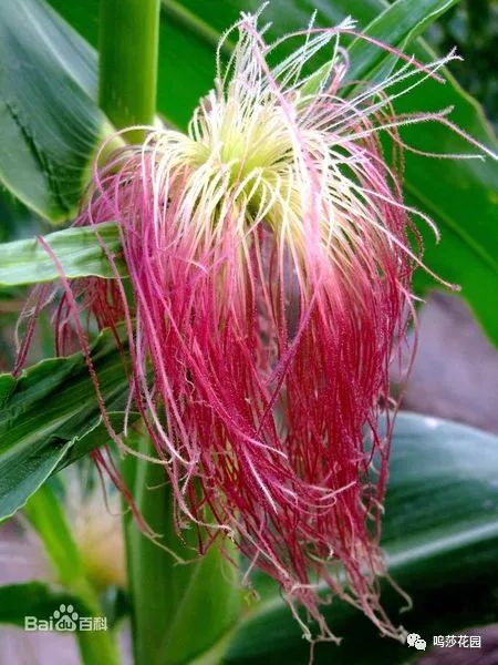 彩虹玉米这么好玩儿的东西怎能不说说呢