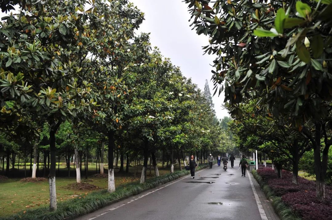 武汉市花市树图片