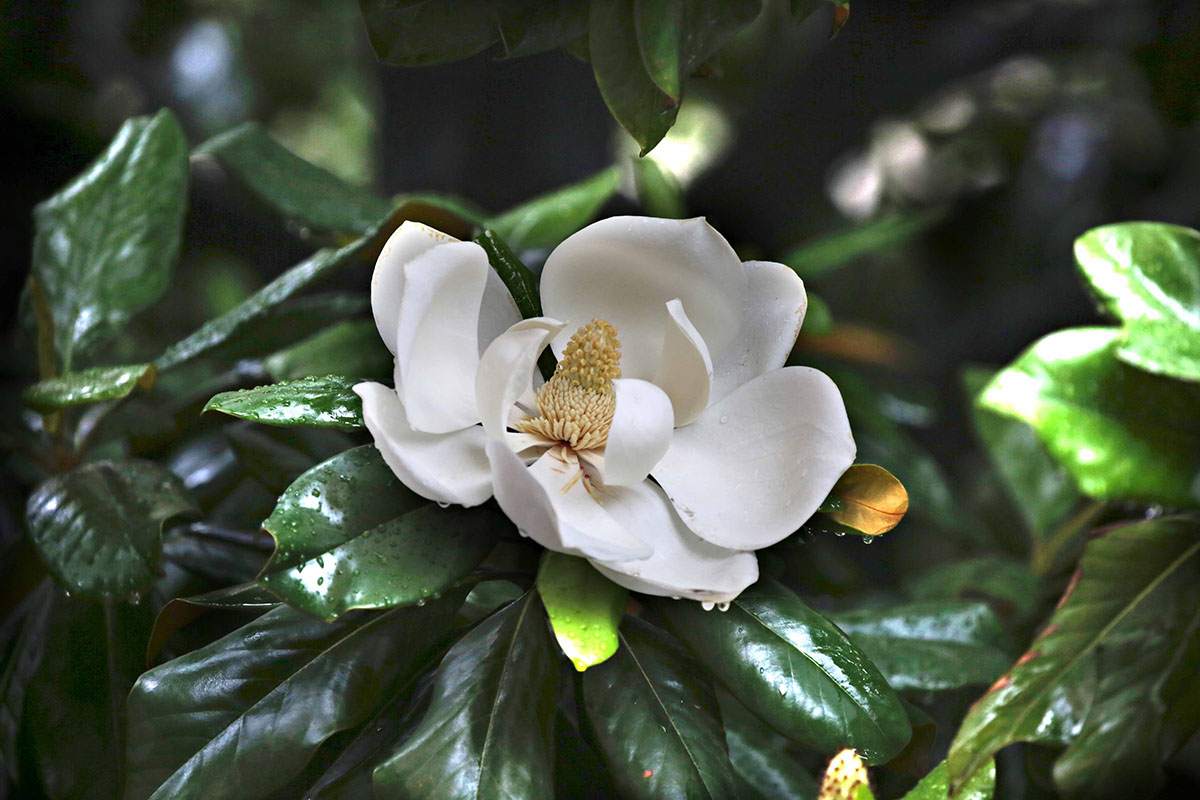 初夏婉约在高高树冠中的洁白花朵荷花玉兰