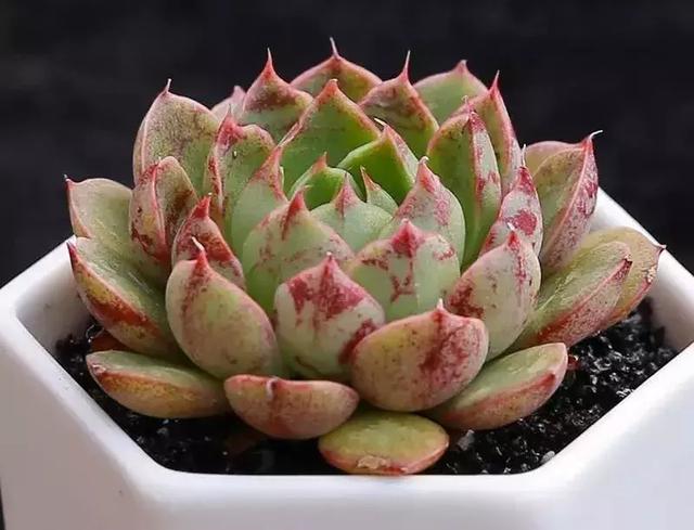 多肉植物科普圣路易斯