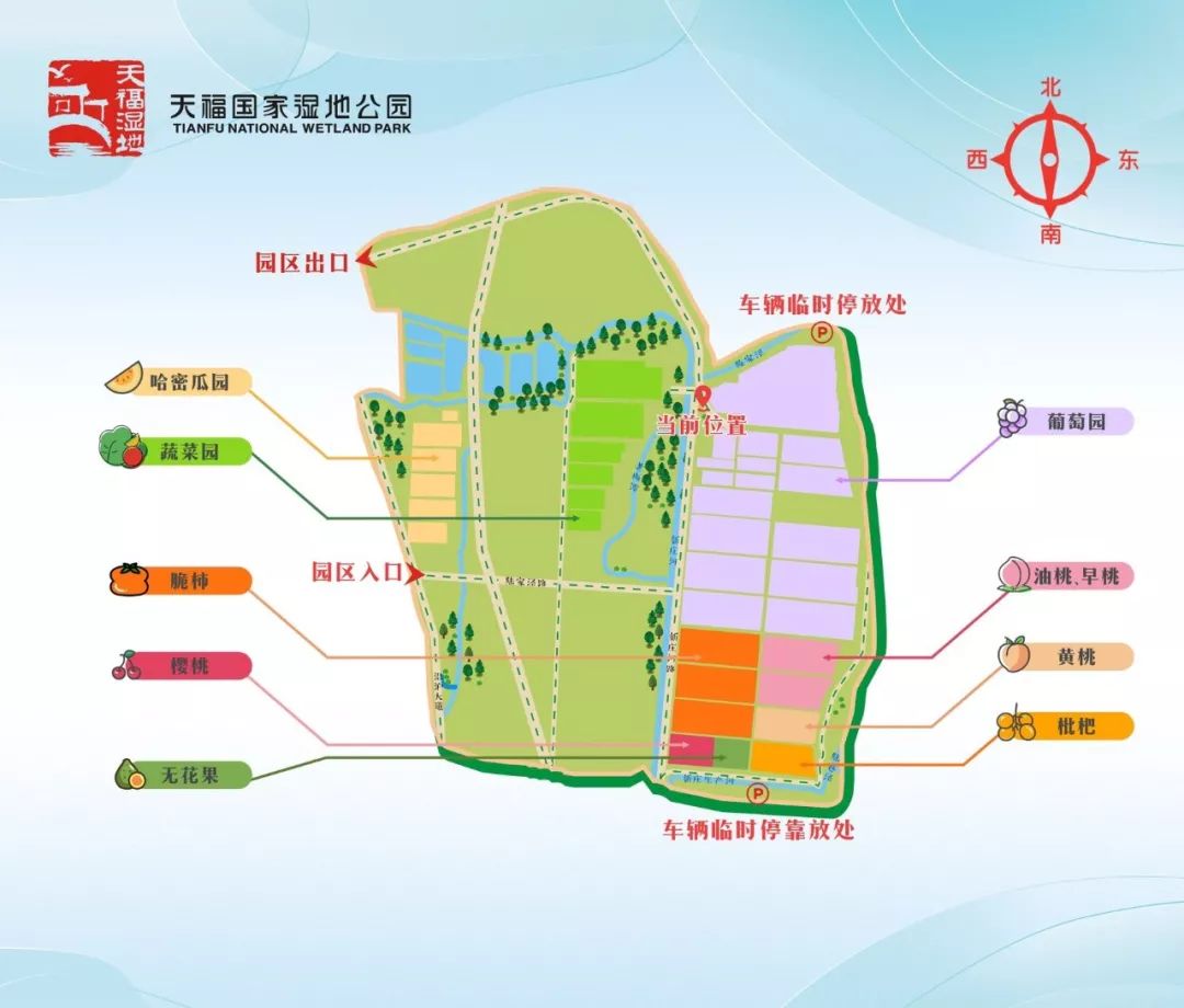 花桥天福果园枇杷成熟季,请收下这份采摘攻略