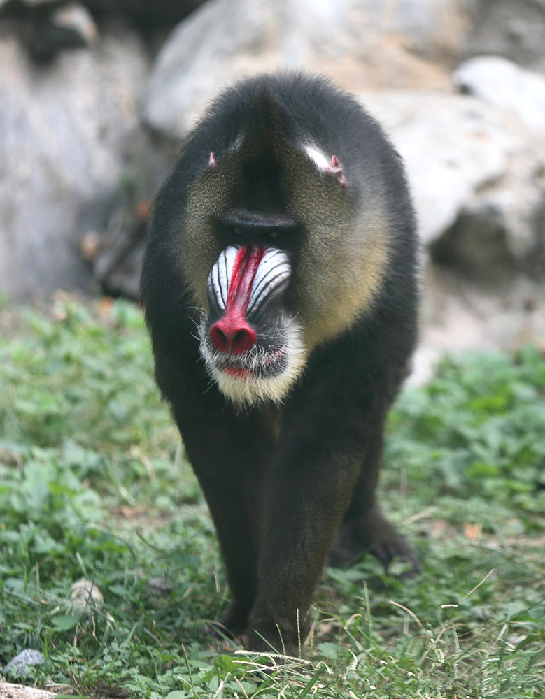 游客拍下居然能让狮子都害怕的动物,这究竟是什么神奇的动物?