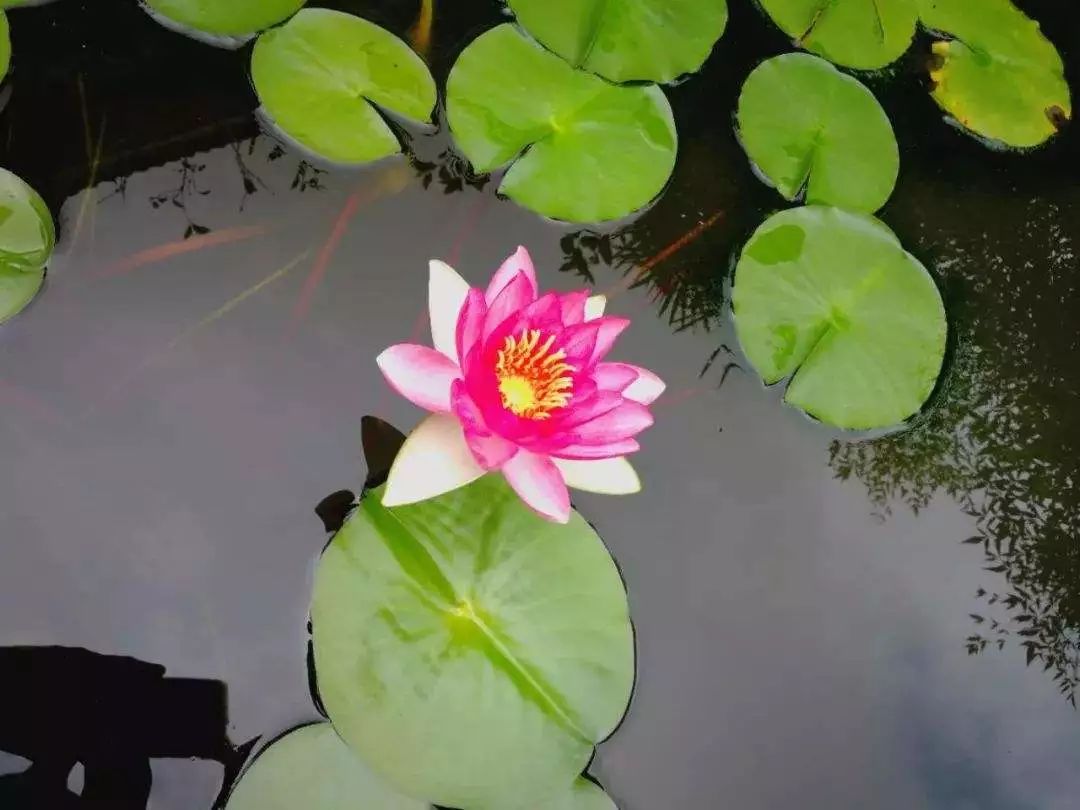 赶紧走起,去莲塘边闻着淡淡的清香 池塘里睡莲呈现不同的姿态 古人