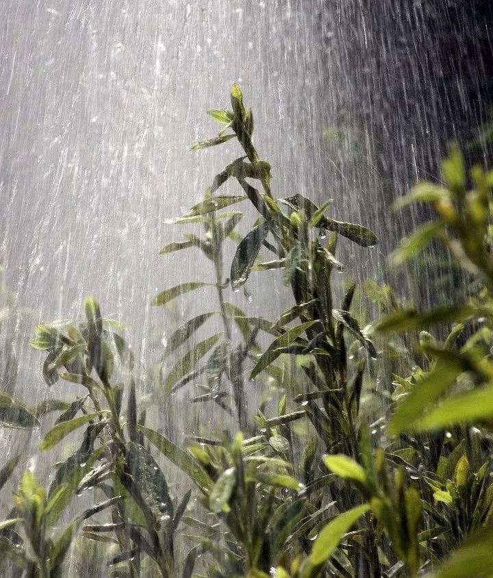 夏日暴雨滂沱来