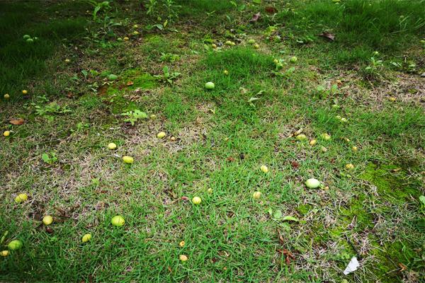 李树也有"六月落果",别看果子结得多,管理不好落得就越多_落花