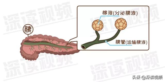 今天讲的是急性胰腺炎