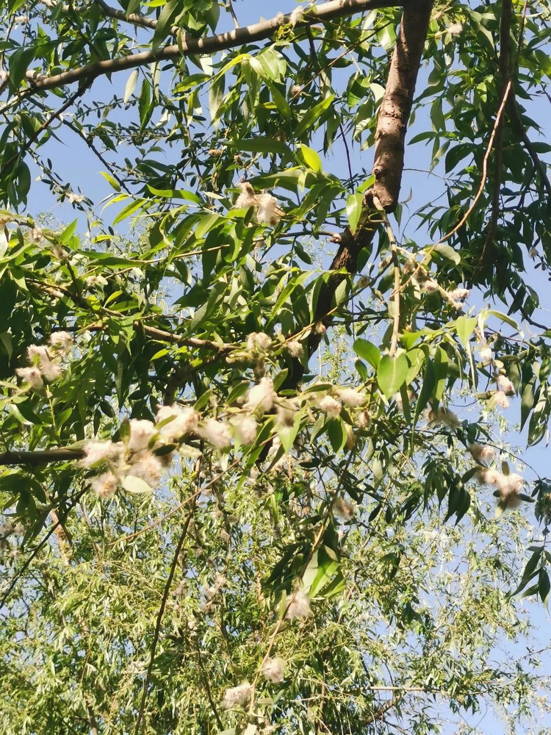 热点聚焦雪一直下李沧区园林部门治理杨柳飞絮有妙招