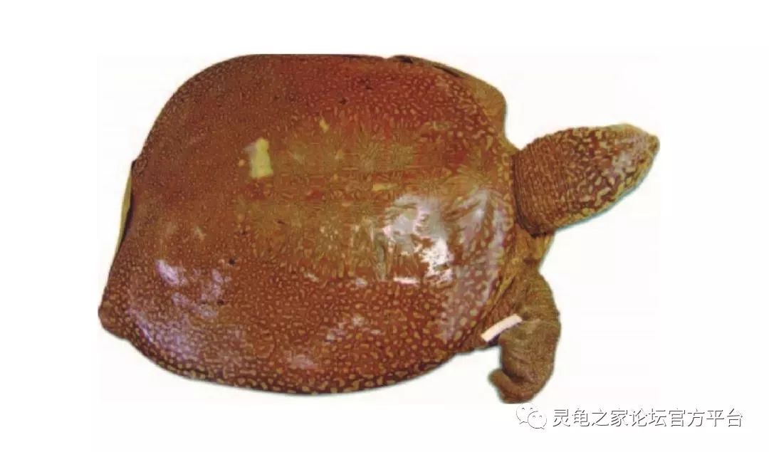 斯文豪采集的斑鳖模式标本 现藏于伦敦自然史博物馆 遗憾的是,迄今