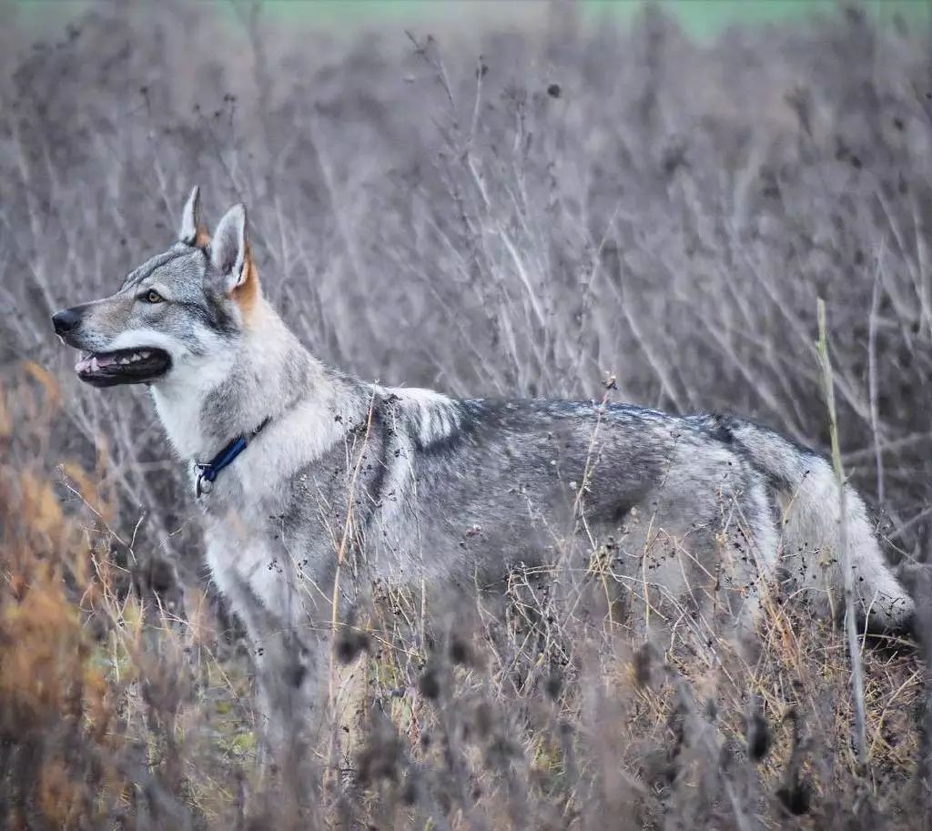 网友家的捷克狼犬外表酷似狼其实内心是个粘人的小姑娘